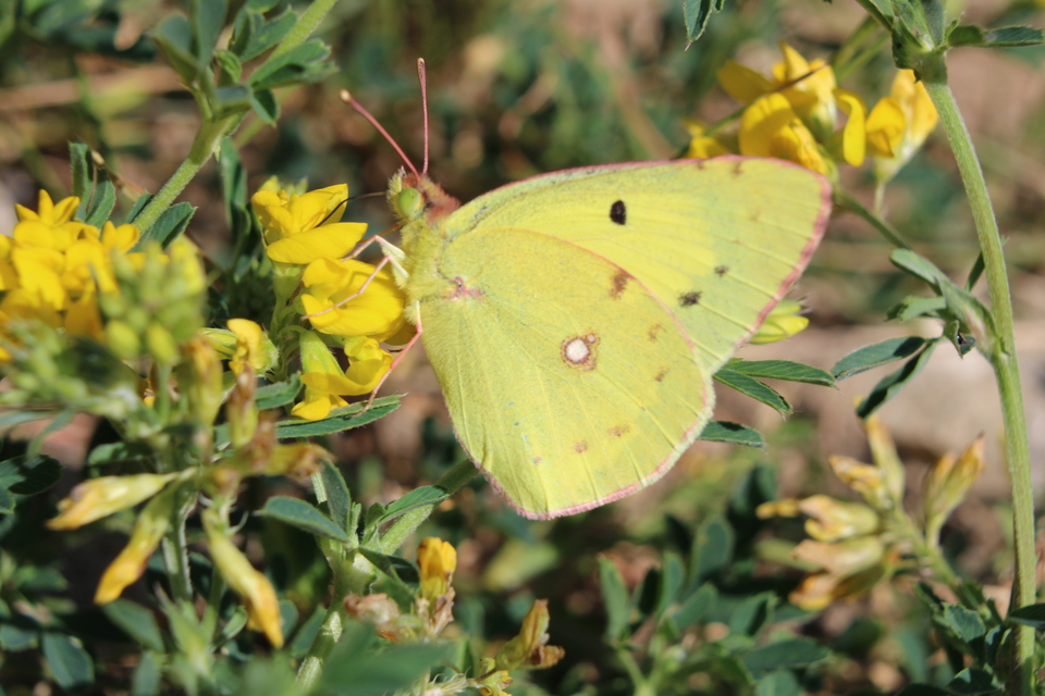 Colias erate - csángó-kéneslepke