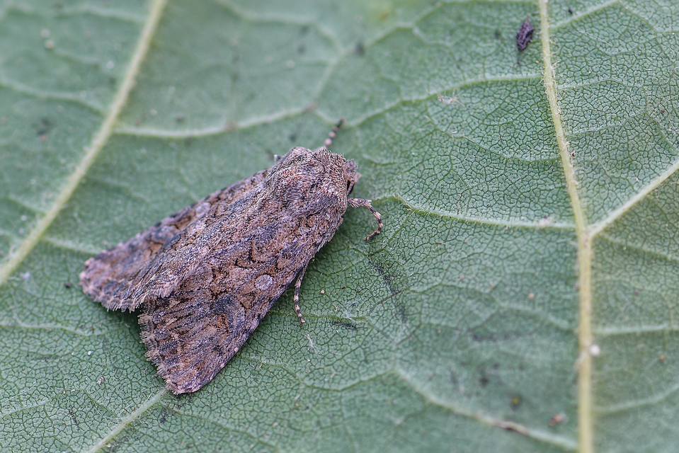 Hadula trifolii - lóherebagoly Hadula trifolii - lóherebagoly