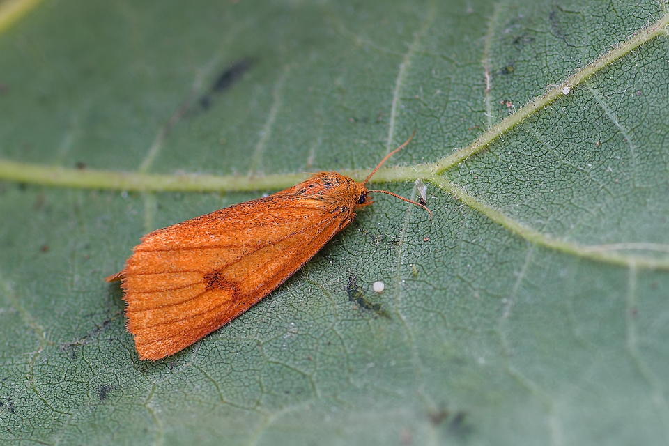 Diacrisia sannio - vörösszélű medvelepke