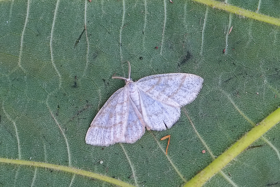Cabera exanthemata - pettyes égeraraszoló