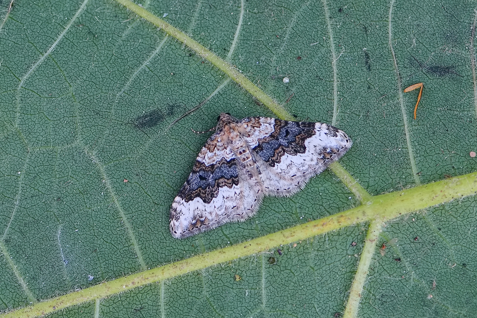 Epirrhoe galiata - sávos galajaraszoló