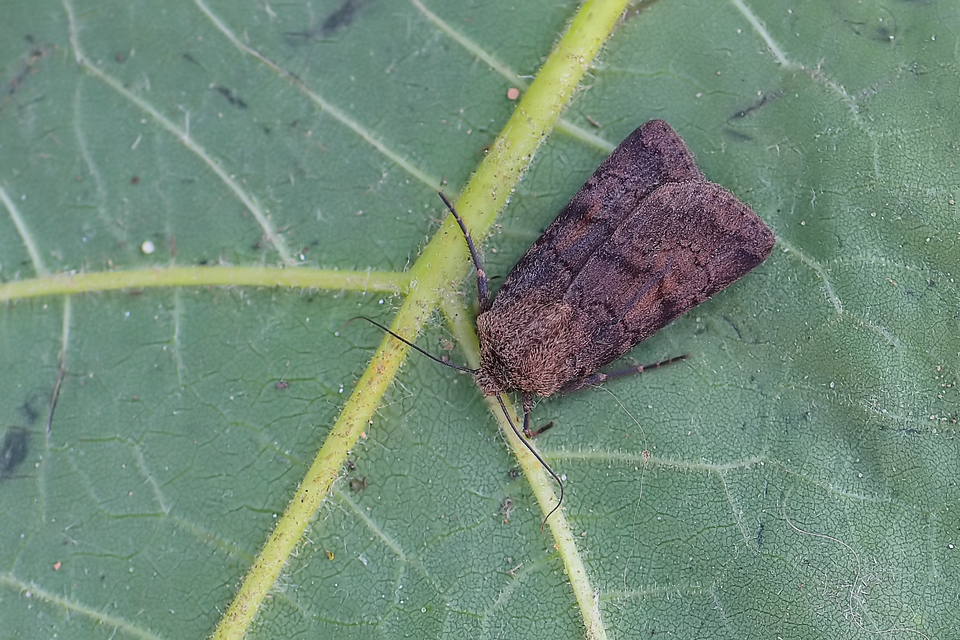 Agrotis cinerea - szürkés földibagoly