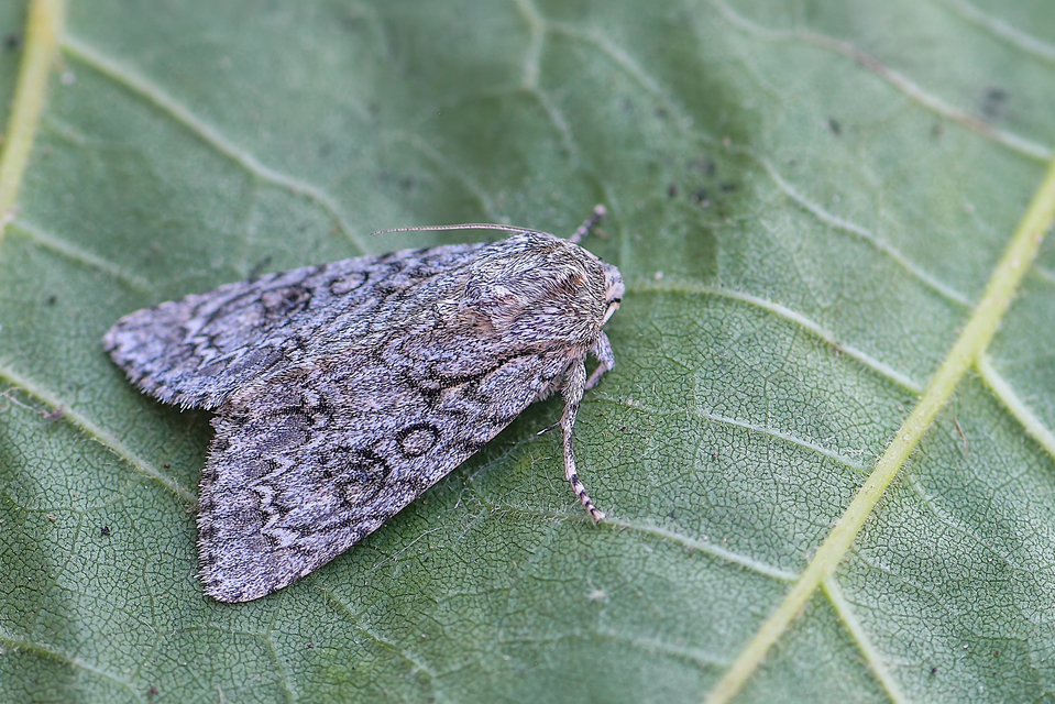 Acronicta aceris - vadgesztenye-szigonyosbagoly