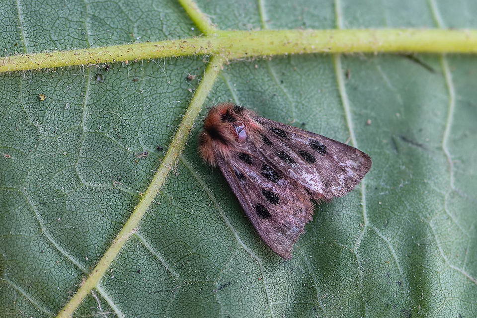 Chelis maculosa - foltos medvelepke