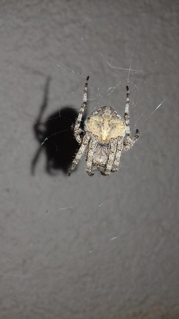 Araneus circe/angulatus