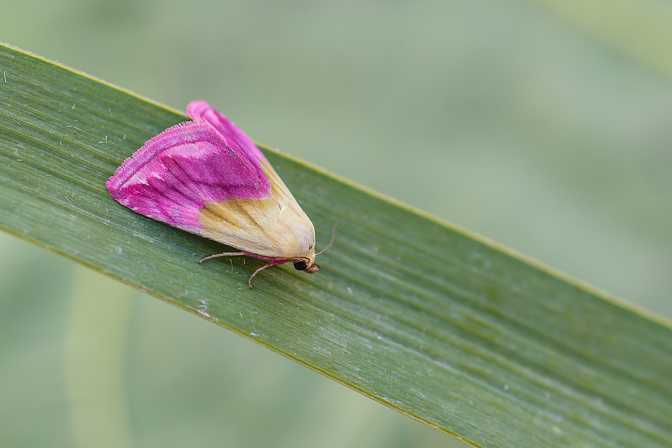 Eublemma purpurina - bíboros törpebagoly