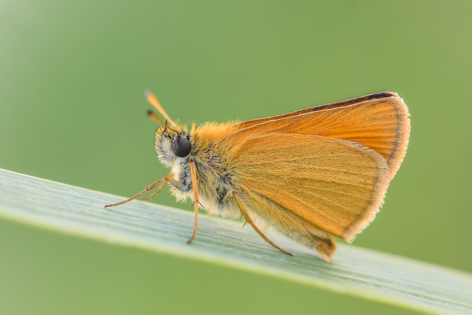 Thymelicus lineola - vonalas busalepke