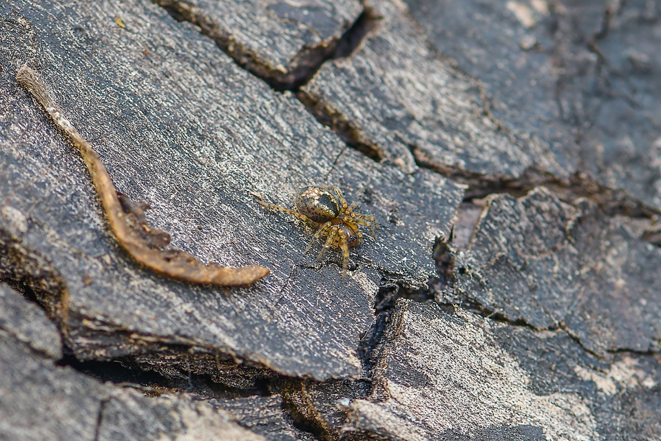 Amaurobius fenestralis - ablakos eretnekpók