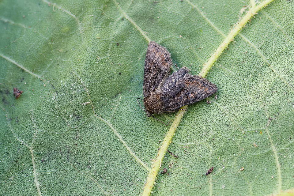 Oligia strigilis/latruncula/versicolor