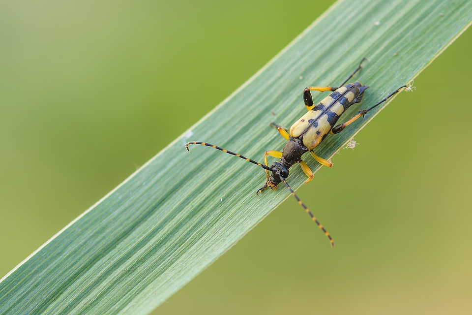 Rutpela maculata - tarkacsápú karcsúcincér