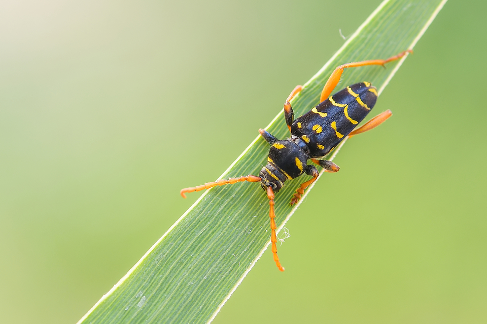 Plagionotus arcuatus - bársonyos darázscincér