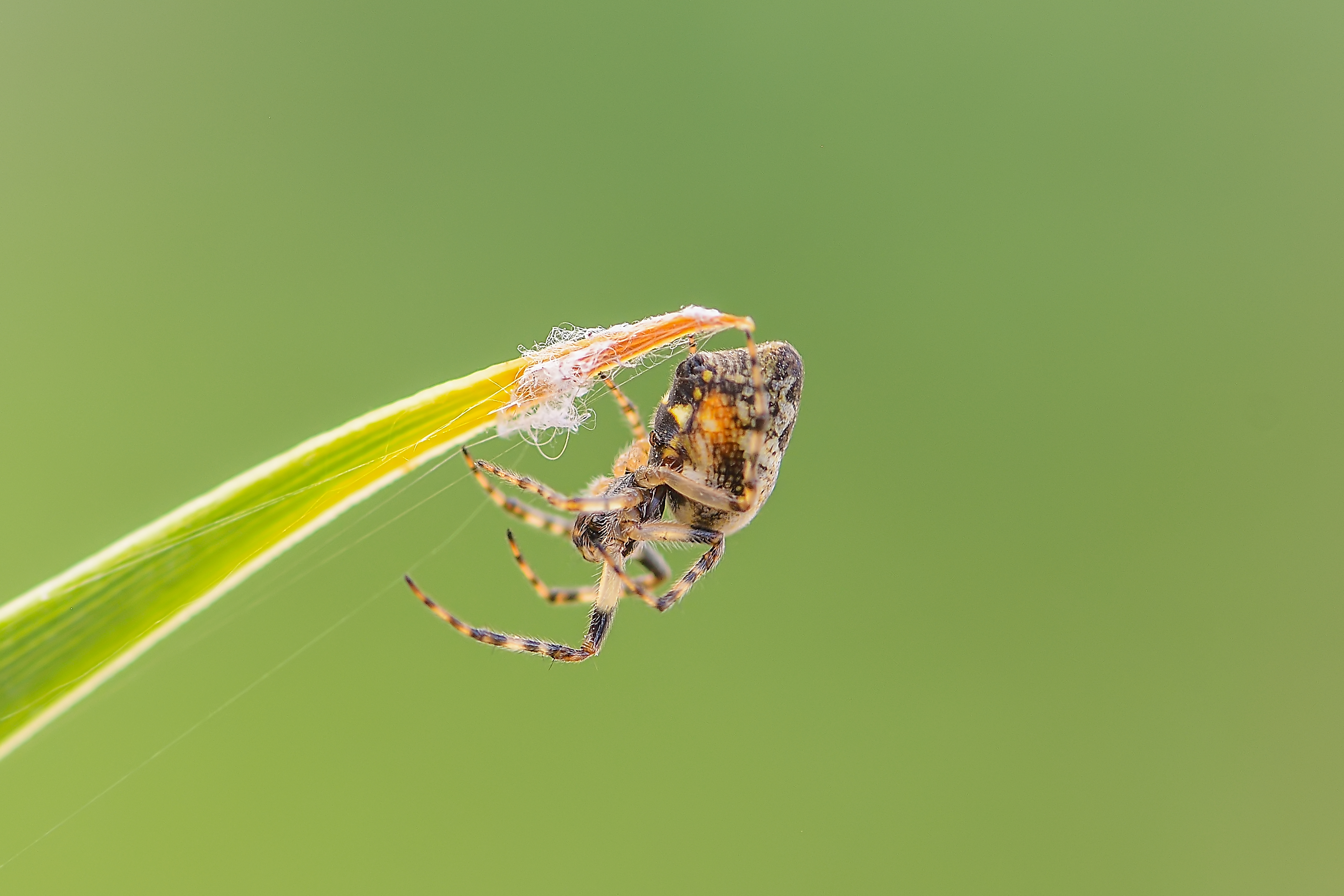 Cyclosa conica - csúcsos keresztespók