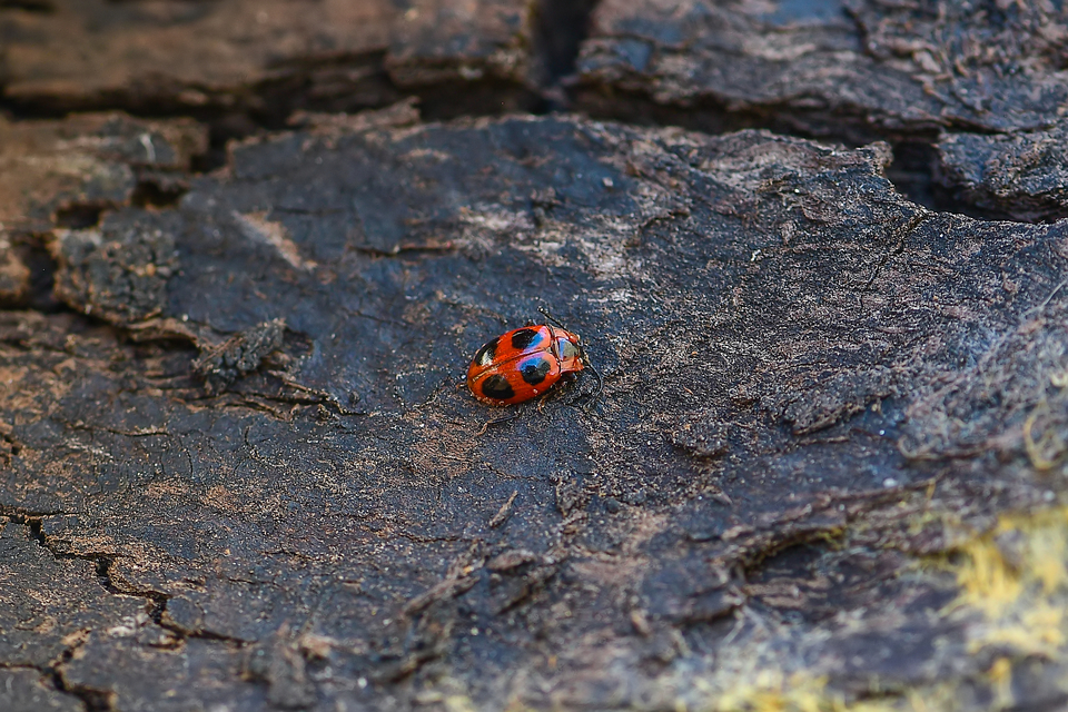 Endomychus coccineus - négypettyes álböde