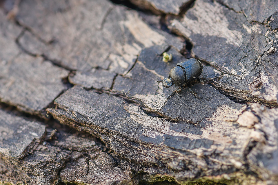 Onthophagus verticicornis - fekete trágyatúró