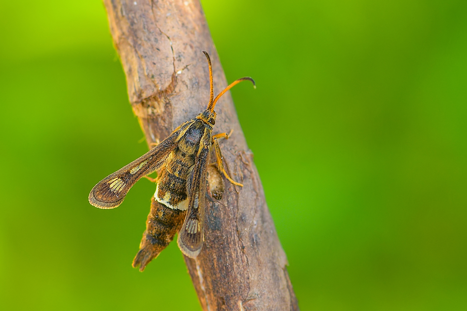 Chamaesphecia palustris - mocsári szitkár