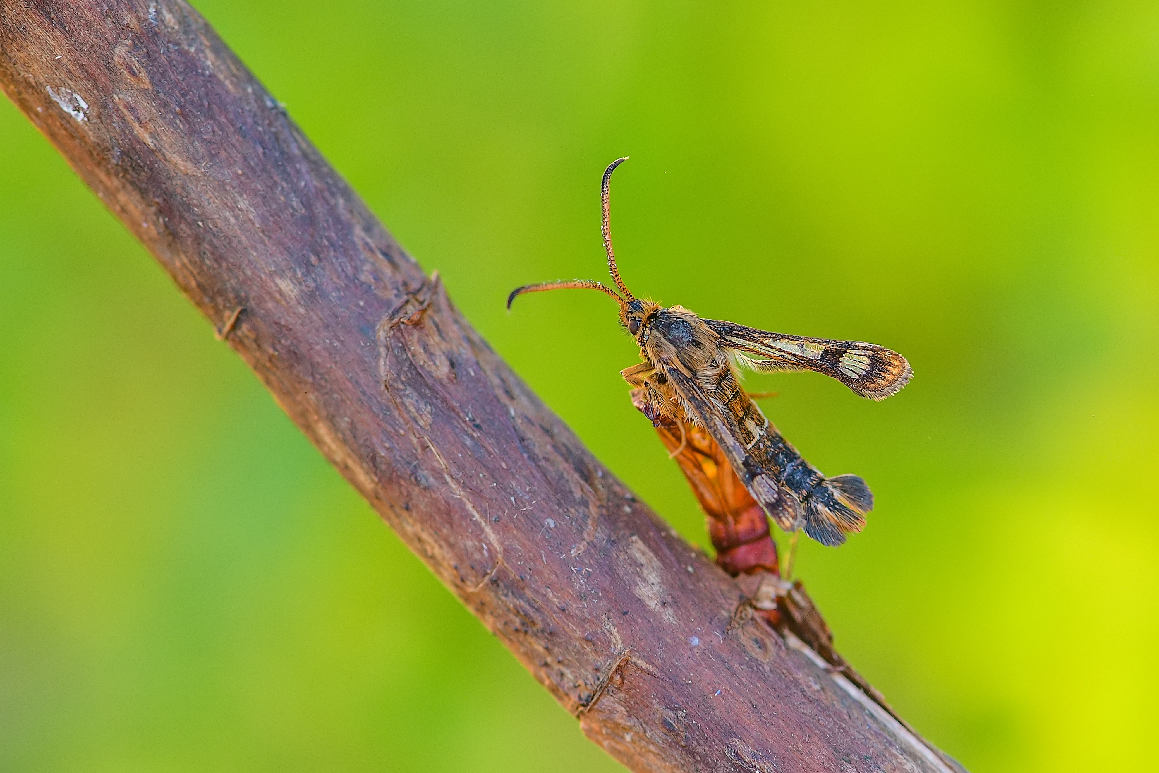 Chamaesphecia palustris - mocsári szitkár
