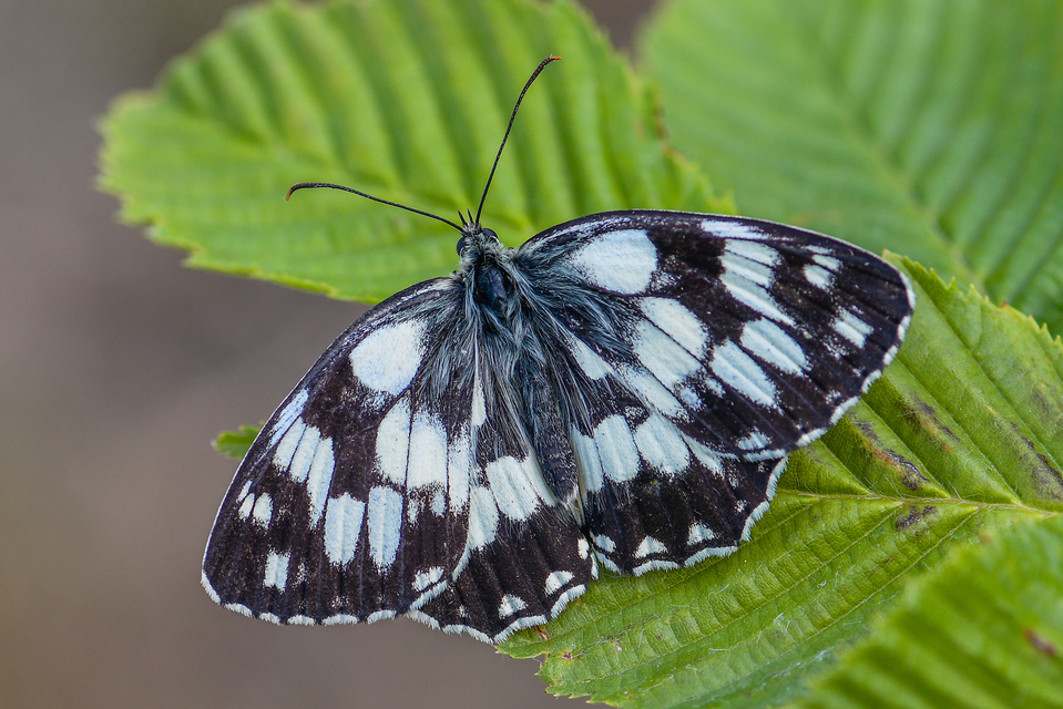 Melanargia galathea - sakktáblalepke
