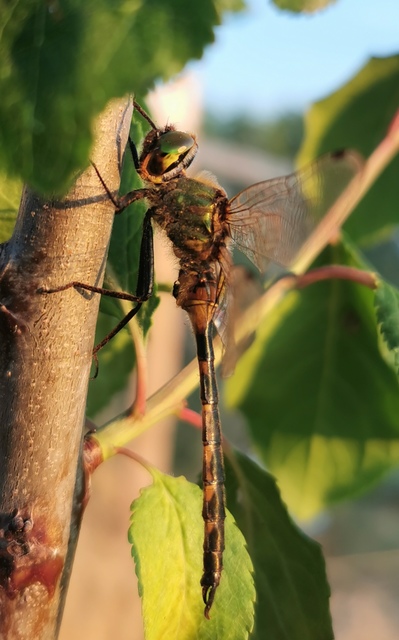 Somatochlora flavomaculata - sárgafoltos smaragdszitakötő