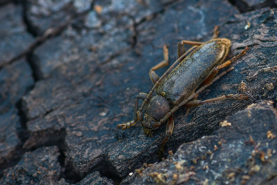 Trichoferus campestris - szállóvendég éjicincér