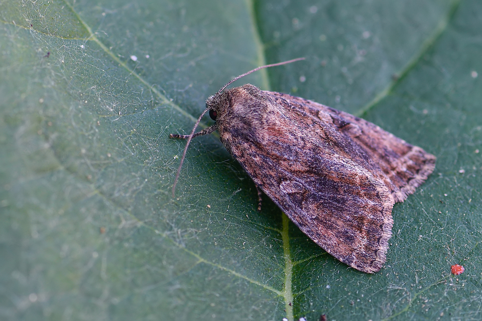 Apterogenum ypsillon - ipszilon-erdeibagoly