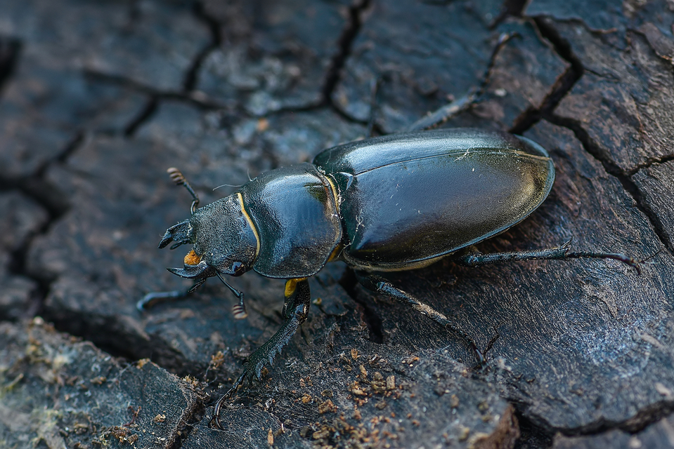 Lucanus cervus - nagy szarvasbogár