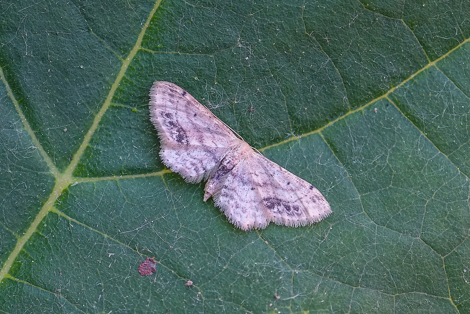 Idaea dimidiata - gyakori apróaraszoló