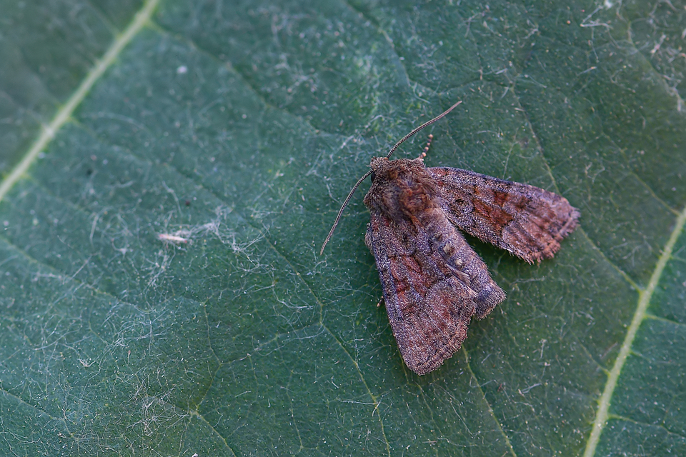 Oligia strigilis/latruncula/versicolor