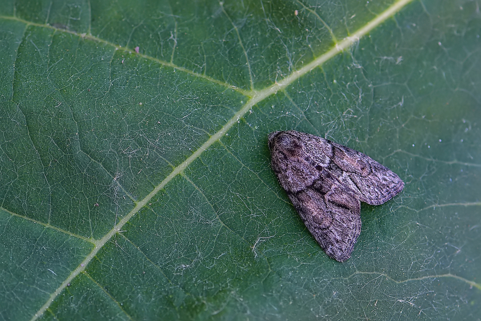 Cryphia fraudatricula - homoki zuzmóbagoly