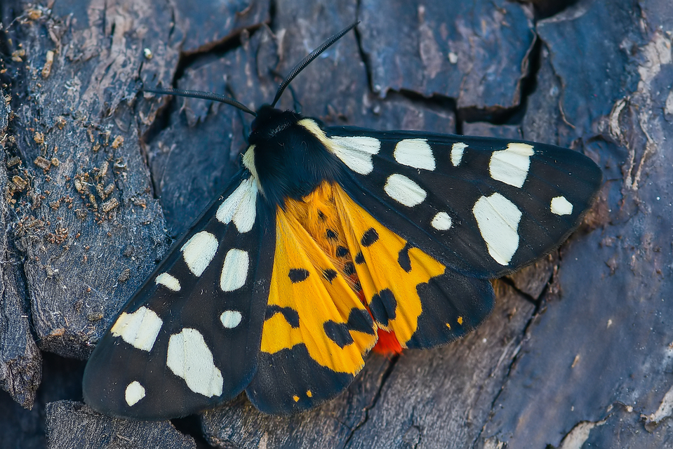 Arctia villica - fekete medvelepke