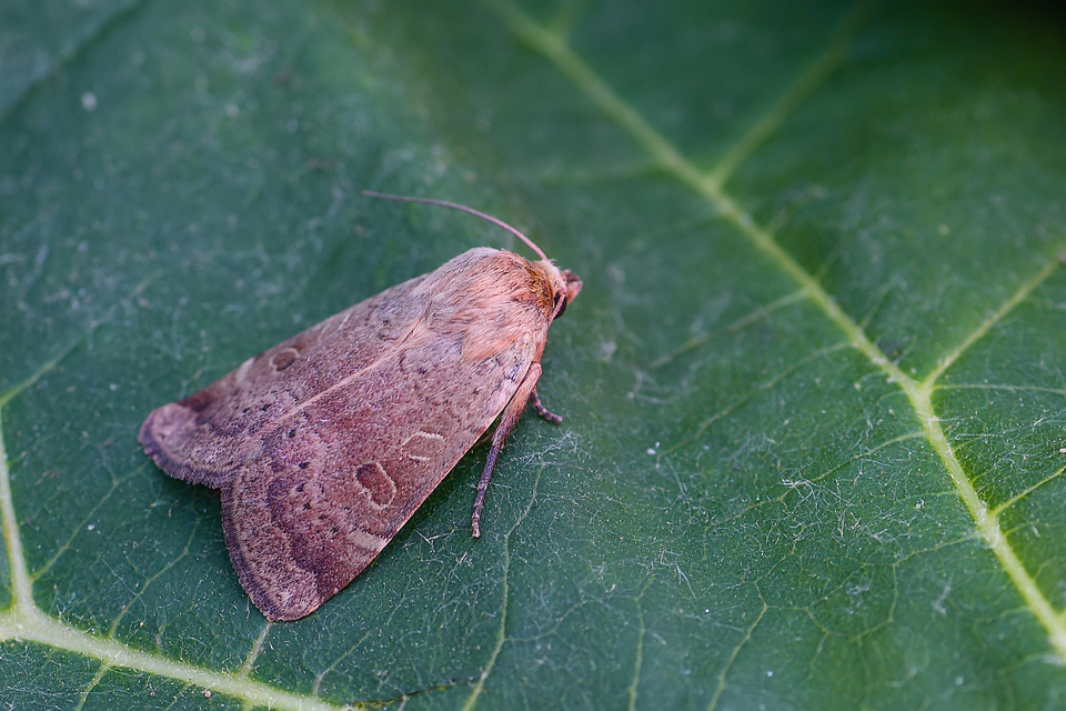 Noctua comes - kis sárgafűbagoly