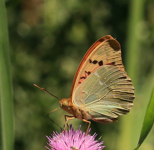 Argynnis pandora - zöldes gyöngyházlepke