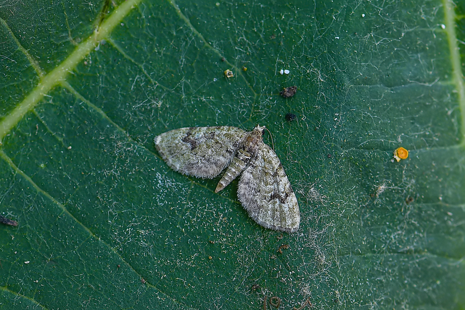 Chloroclystis v-ata - zöldes törpearaszoló