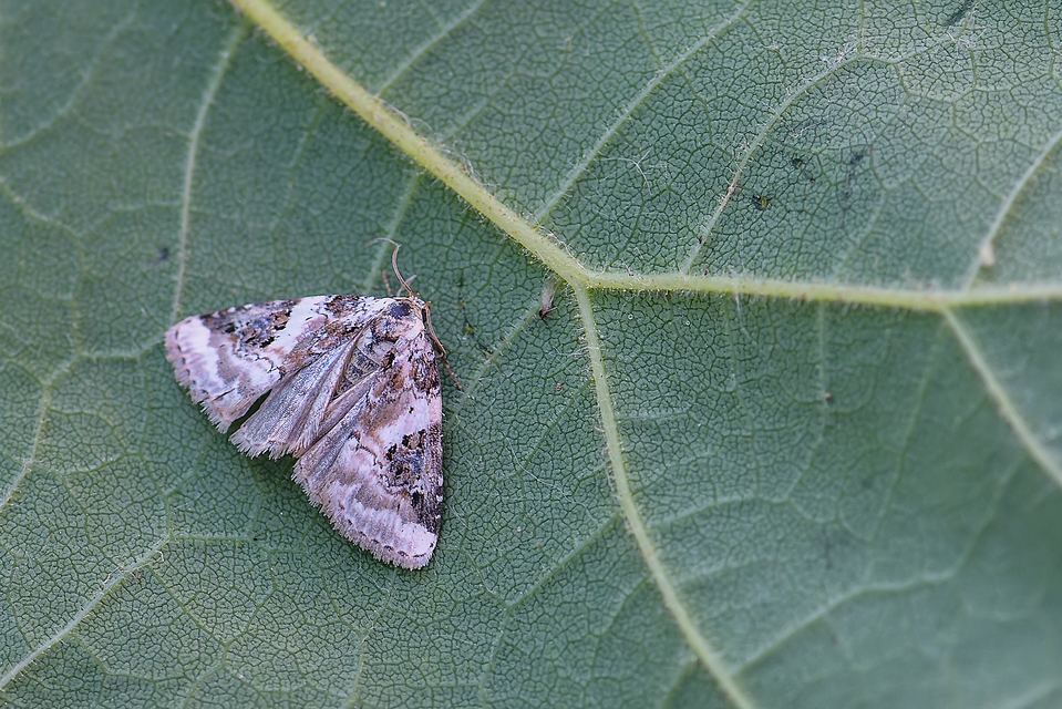 Pseudeustrotia candidula - fehéres apróbagoly