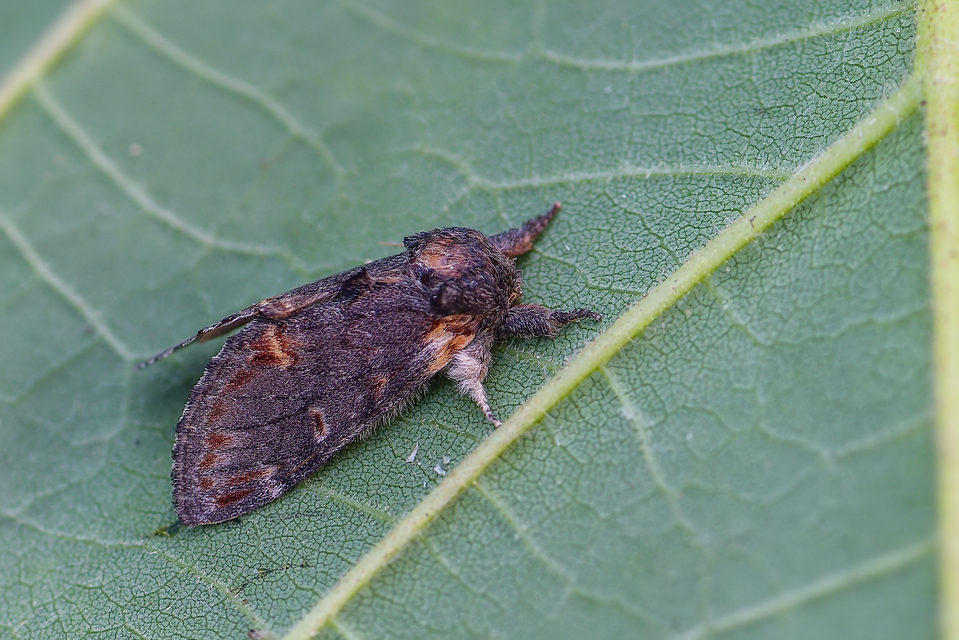 Notodonta dromedarius - tevehátú púposszövő