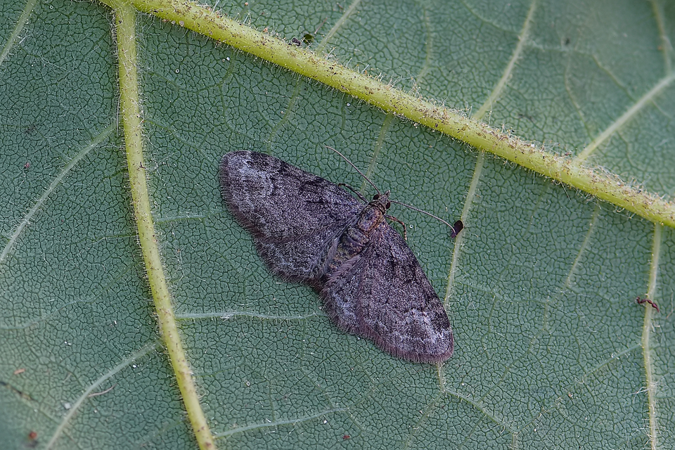 Pasiphila rectangulata - almavirág-araszoló