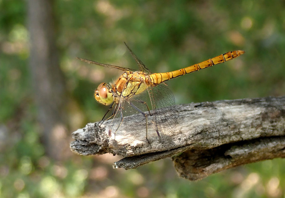 Sympetrum striolatum - harántsávos katona-szitakötő