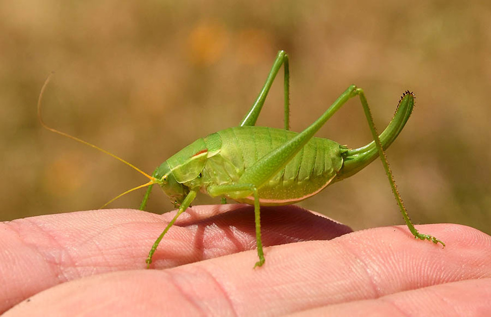Isophya costata - magyar tarsza