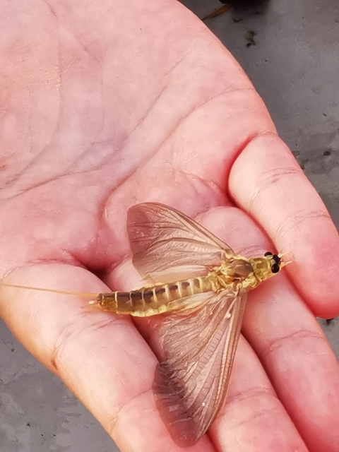 Palingenia longicauda - tiszavirág