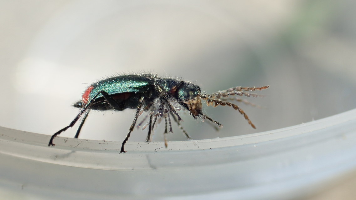 Malachius bipustulatus - kétfoltos bibircsesbogár