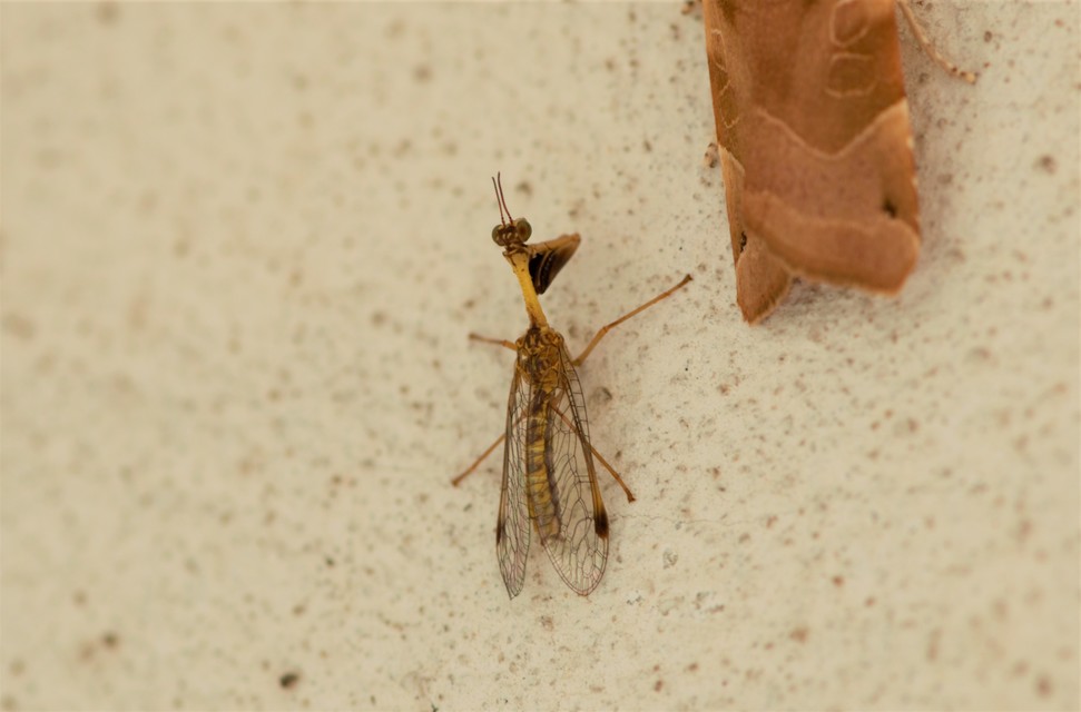 Mantispa styriaca - kétszínű fogólábú-fátyolka