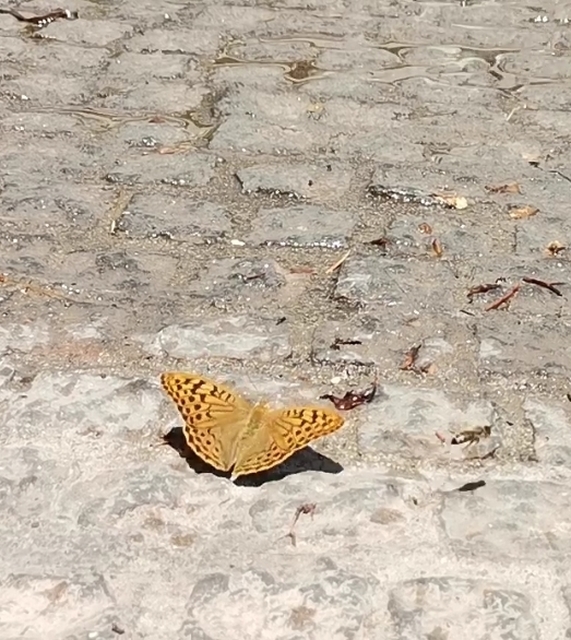 Argynnis pandora - zöldes gyöngyházlepke