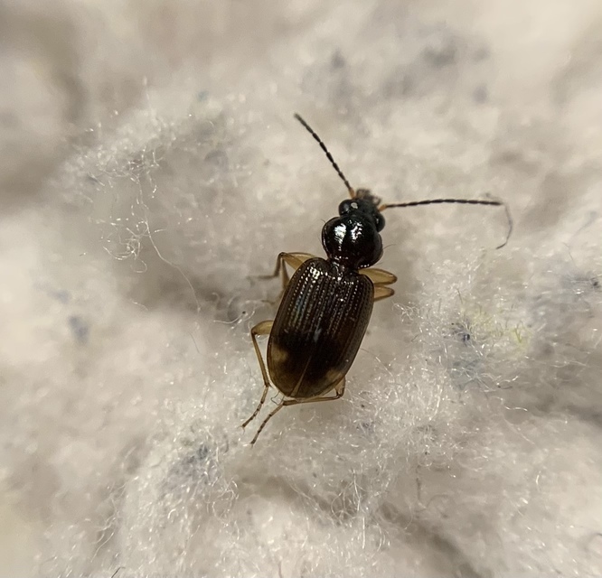 Bembidion inoptatum - kereknyakú gyorsfutó