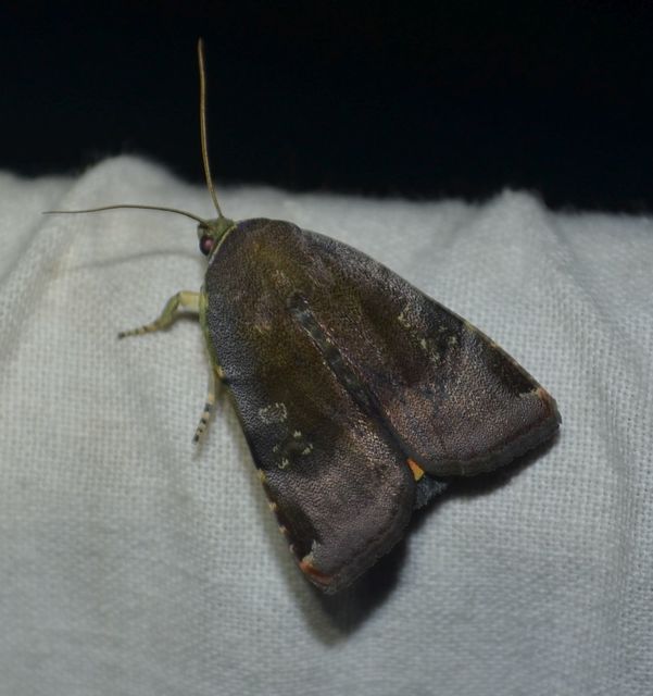 Noctua janthe/janthina