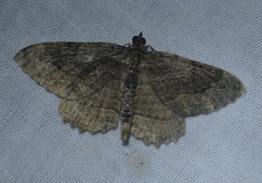 Philereme transversata - varjútövis-araszoló