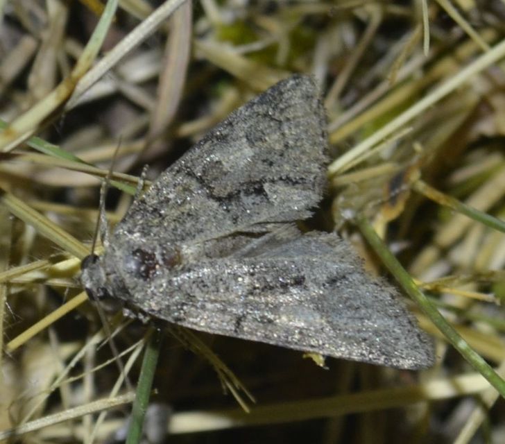 Cryphia fraudatricula - homoki zuzmóbagoly