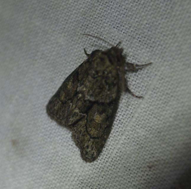 Cryphia fraudatricula - homoki zuzmóbagoly
