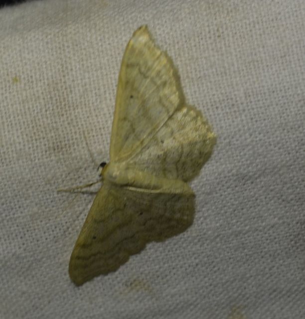 Idaea deversaria - egyszínű sávosaraszoló