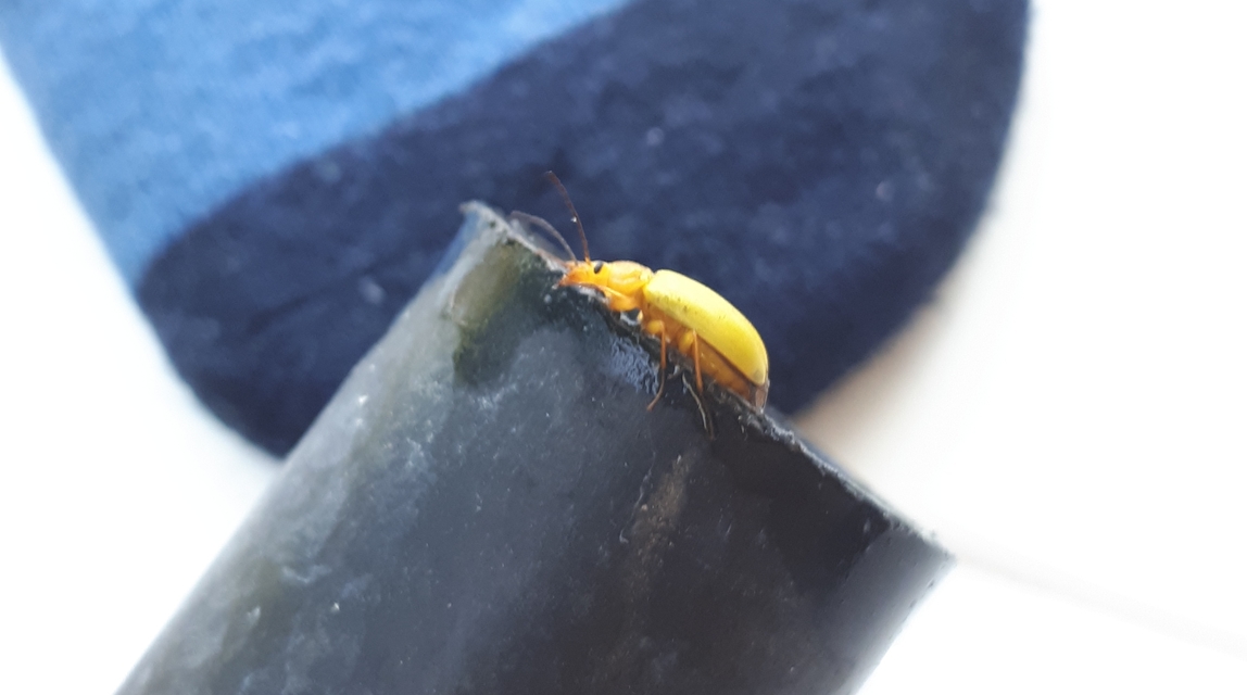Cteniopus sulphureus - közönséges kénbogár Cteniopus sulphureus - közönséges kénbogár