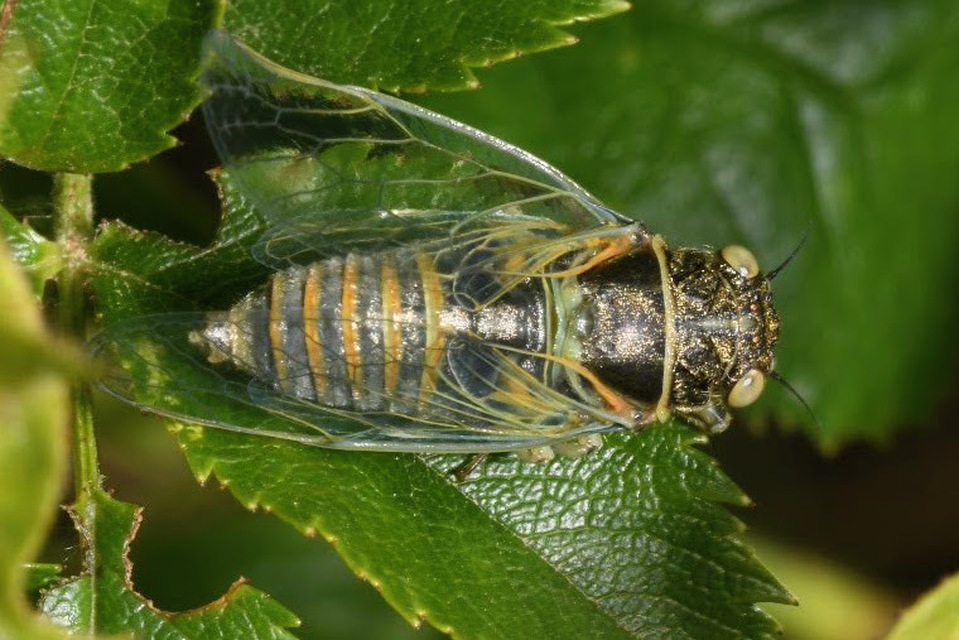 Cicadivetta tibialis
