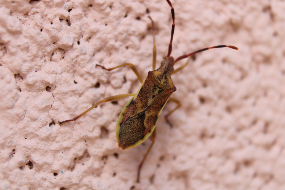 Gonocerus juniperi - boróka-karimáspoloska